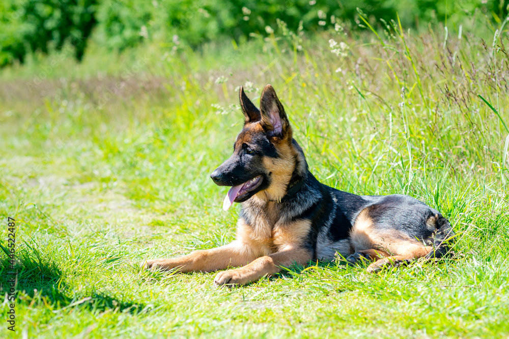 German shepherd puppy German shepherd puppy