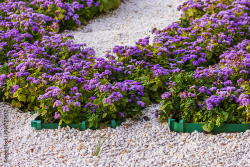 ageratum houstonianum mexican paintbrush flowers bed nature