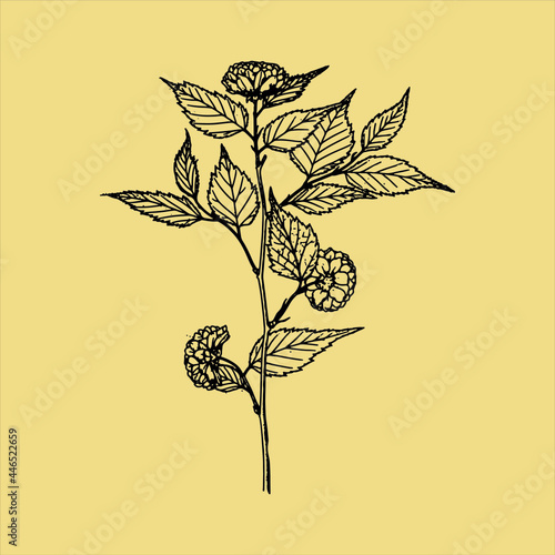 Vintage Ink Flora Draw Summer Drawn Botanical Plant Sketch With Transparent Background perfect for fabrics, t-shirts, mugs, decals, pillows, logo, social media pattern and much more!
