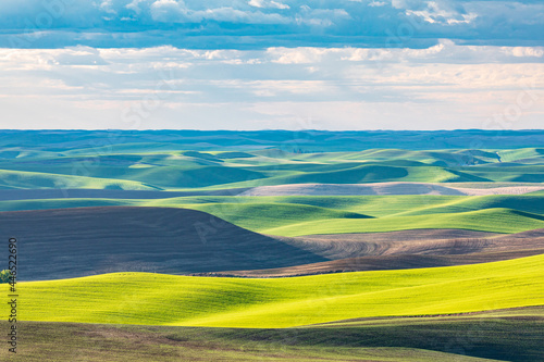Rolling wheat fields in the Palouse hills. photo