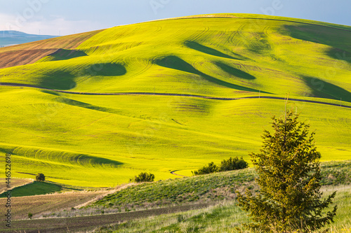 Rolling wheat fields in the Palouse hills.