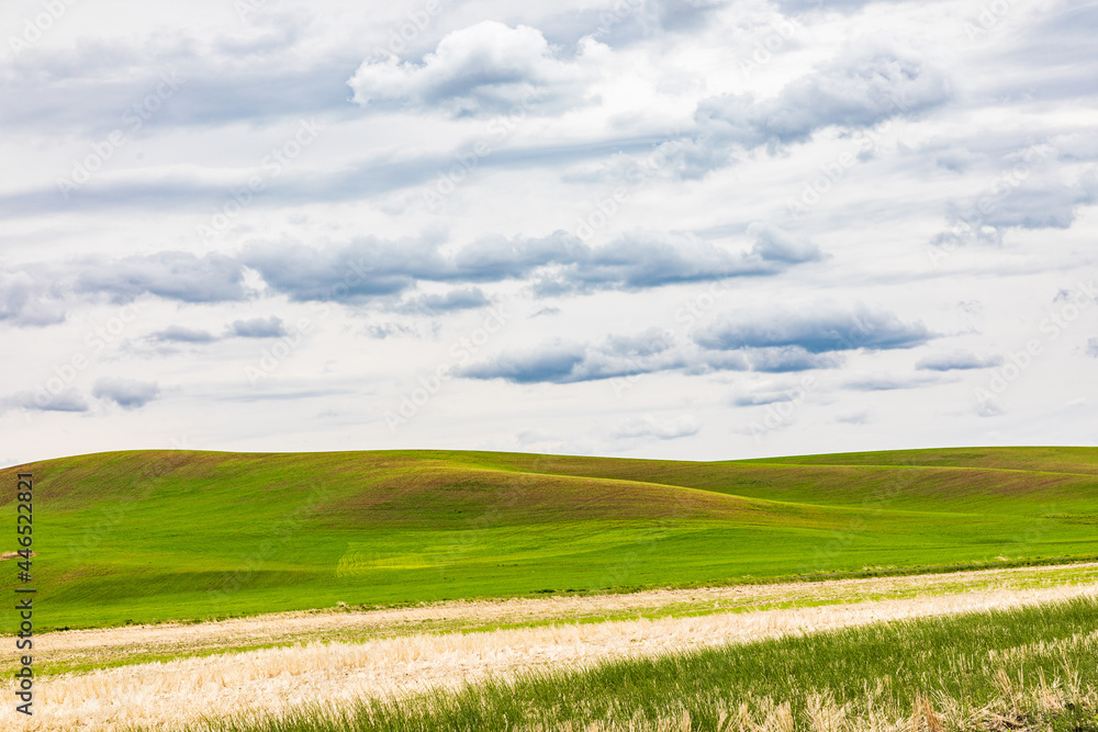 Dirt road through wheat fields in the Palouse hills. Dirt road through wheat fields in the Palouse hills.