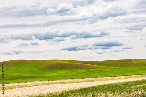 Dirt road through wheat fields in the Palouse hills.