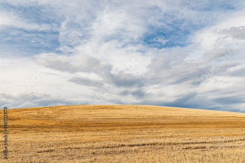 Rolling wheat fields in the Palouse hills.