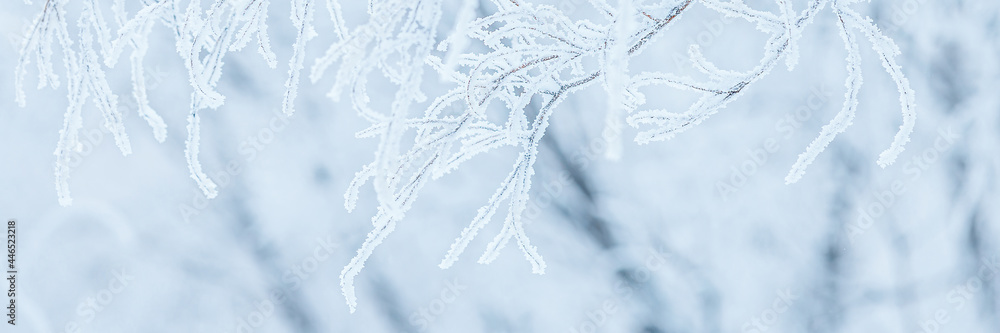 Snow and rime ice on the branches of bushes. Beautiful winter background with trees covered with hoarfrost. Plants in the park are covered with hoar frost. Cold snowy weather. Cool frosting texture. Snow and rime ice on the branches of bushes. Beautiful winter background with trees covered with hoarfrost. Plants in the park are covered with hoar frost. Cold snowy weather. Cool frosting texture.