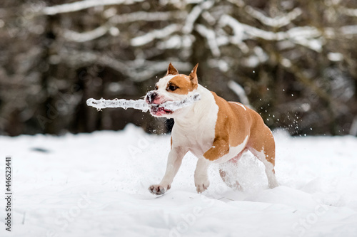 Fototapeta Naklejka Na Ścianę i Meble -  Dog in the snow