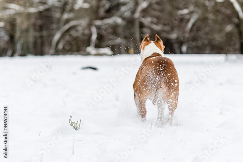 Dog in the snow © Aleksandr