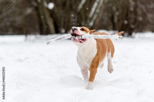 Dog in the snow