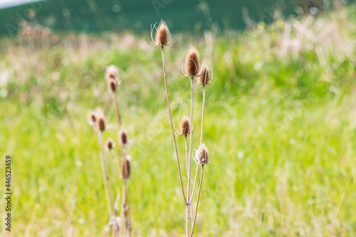 Thistle plants in the Palouse hills.