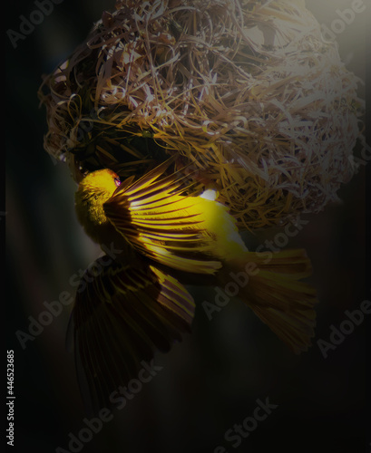 Reppell's Weaver with its nest 