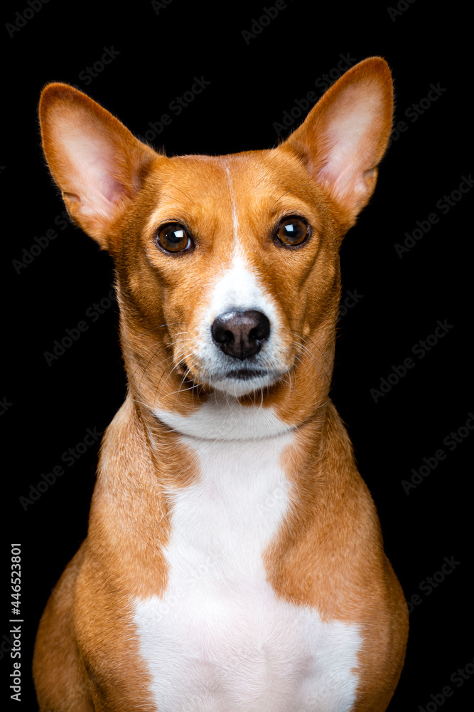 Portrait of a dog on a black background.