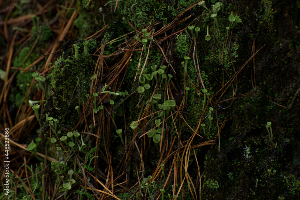 Natural decorative frame of green moss, mushrooms, leaves of a fern. Natural decorative frame of green moss, mushrooms, leaves of a fern.