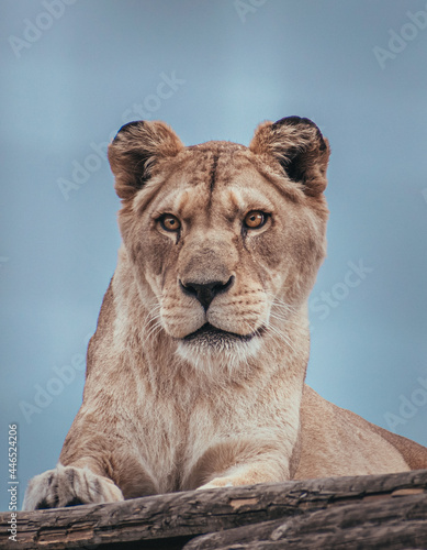 portrait of a lioness