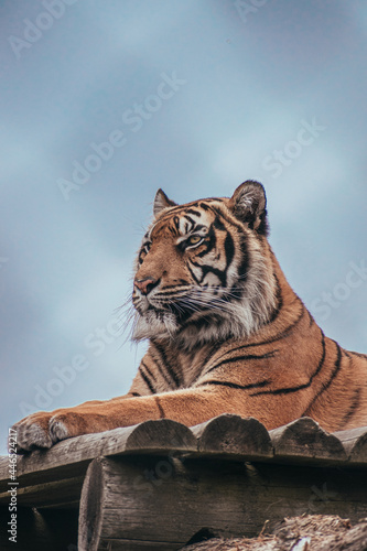 tiger in the zoo