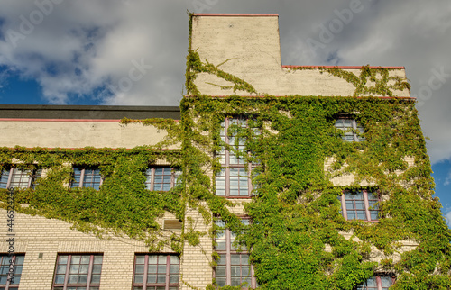Vines growing in a building exterior wall over windows and bricks 