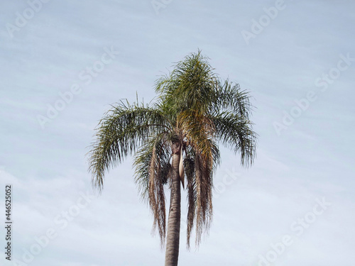Palm Jerivá, Scientific Name: Syagrus romanzoffiana of origin of South America Countries including Brazil and Bolivia. Palm tree reaching from 8 to 15 meters in height and reaching 60 cm in diameter photo