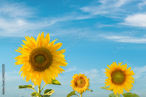 Beautiful sunflower against blurry blue sky background.