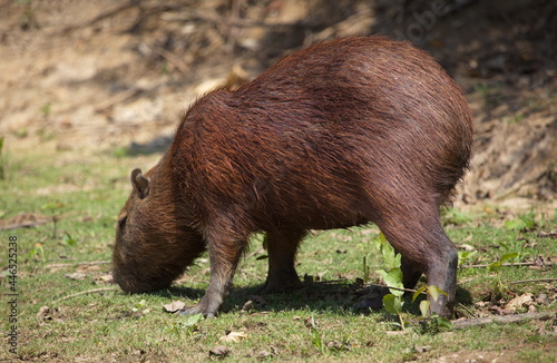 Side on portrait of Capybara (Hydrochoerus hydrochaeris) feeding on green grass, Bolivia.
