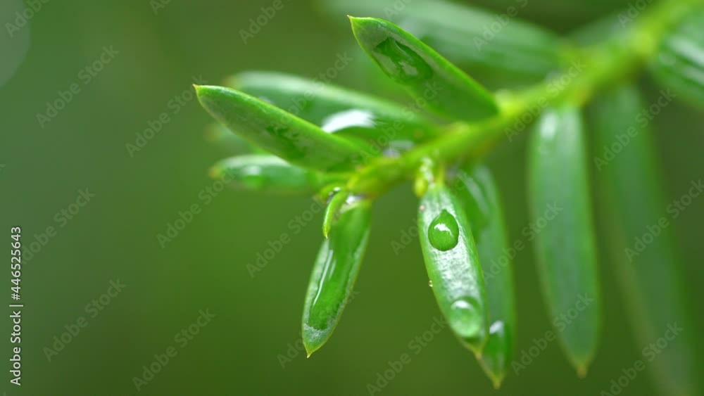 Droplet on the leaf in the rainy day Droplet on the leaf in the rainy day