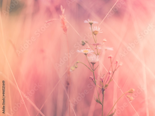 Soft pink nature background of dried grass on the meadow. Defocused image for warmth  embracing  and being natural.