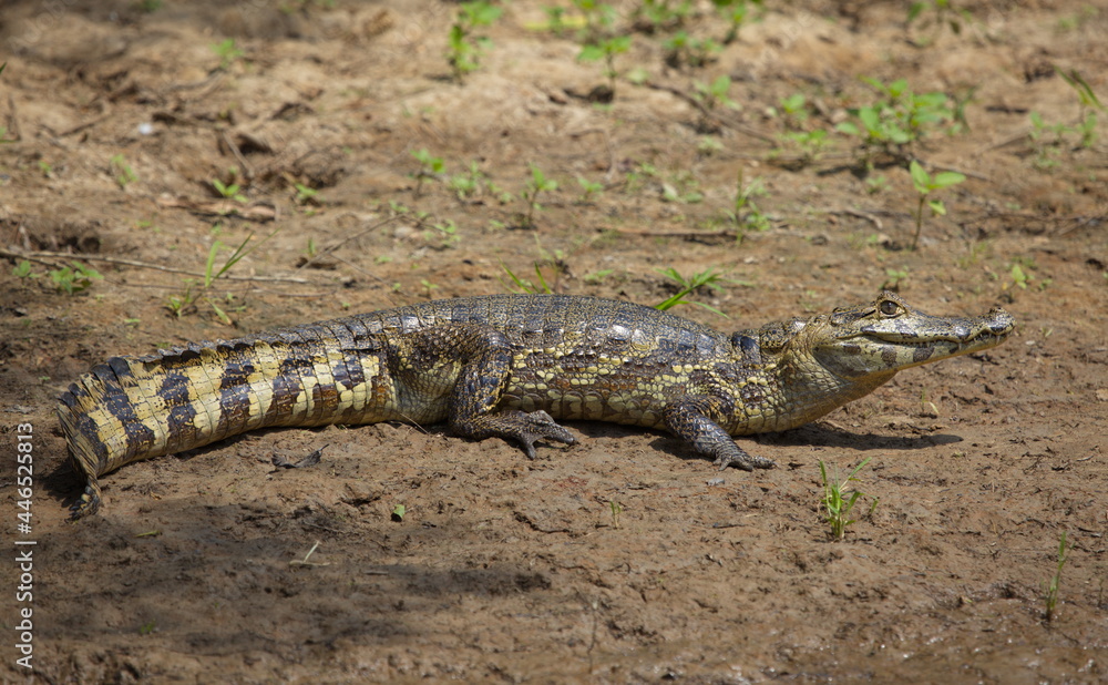 Closeup side on portrait of Black Caiman (Melanosuchus niger) jaw open on riverbank, Bolivia Closeup side on portrait of Black Caiman (Melanosuchus niger) jaw open on riverbank, Bolivia