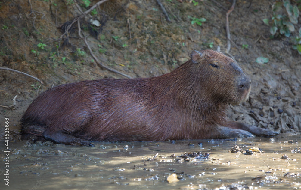 Side on portrait of Capybara (Hydrochoerus hydrochaeris) in mud bath, Bolivia. Side on portrait of Capybara (Hydrochoerus hydrochaeris) in mud bath, Bolivia.
