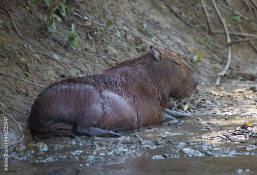 Side on portrait of Capybara (Hydrochoerus hydrochaeris) bathing in mud, Bolivia.