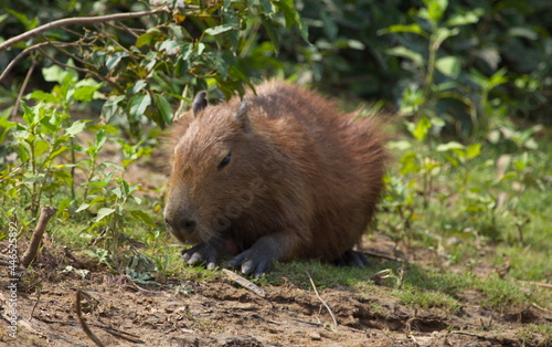 Head on portrait of Capybara  Hydrochoerus hydrochaeris  feeding on green grass  Bolivia.