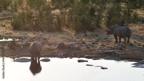 Two black rhino drink from a waterhole at sunset in Etosha National Park, Namibia, Africa. Namibia currently boasts the largest population of black rhino in the world.