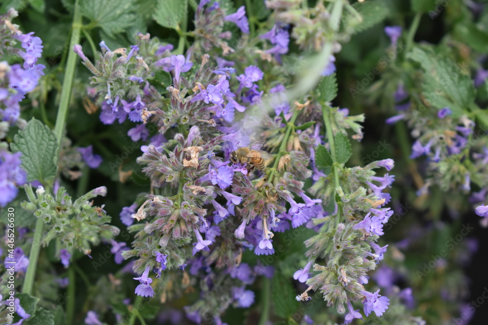 bee on a flower