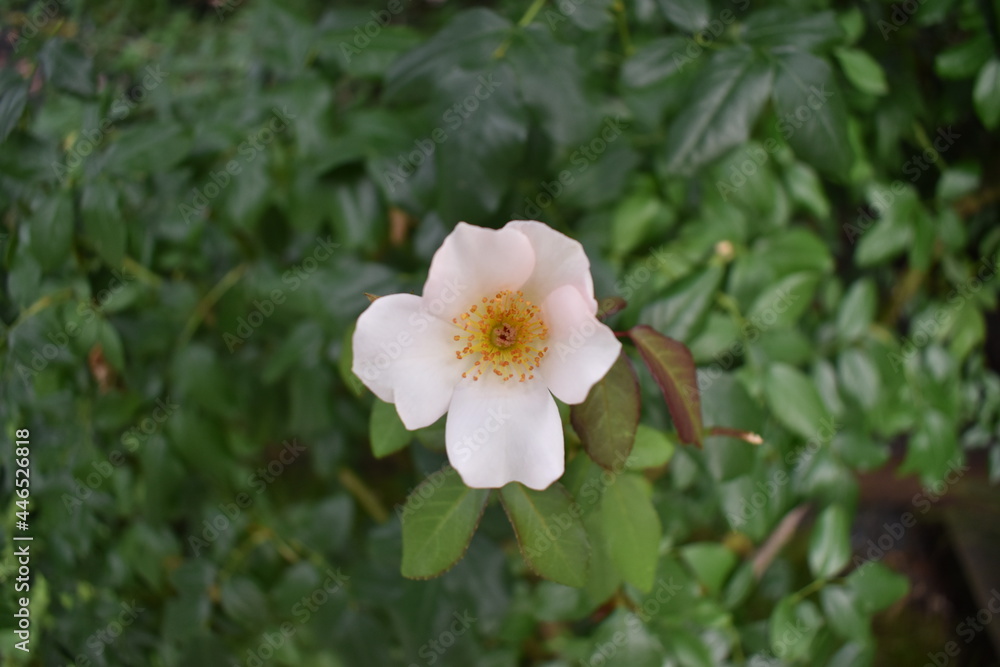 flower flower