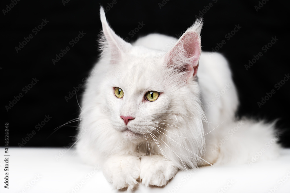 Melancholy white cat breed Maine Shag Cat lying on white and black background. Animal looks to side.