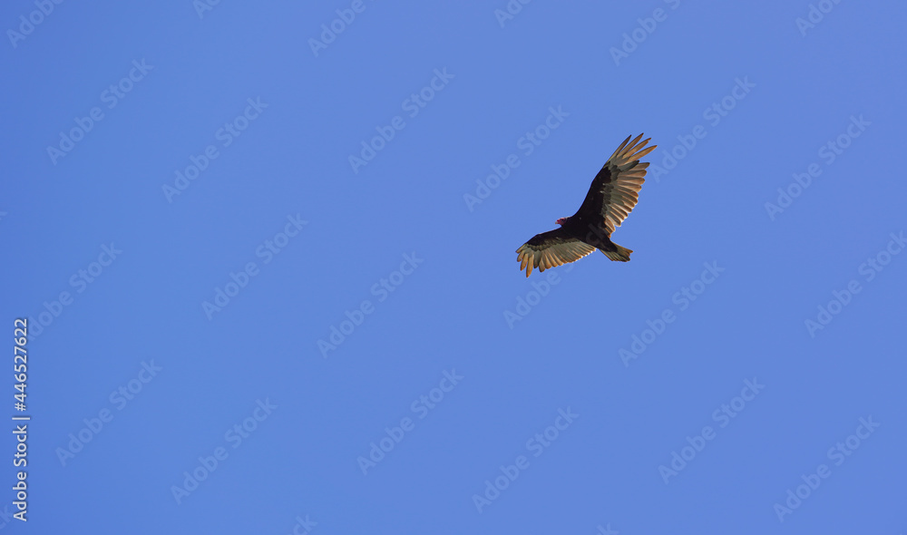 Fototapeta premium Vulture Flying in the Sky