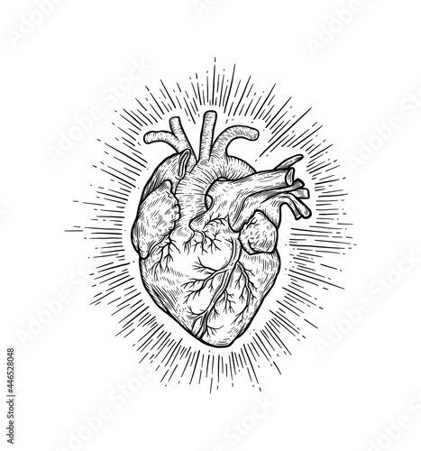 Anatomic human heart with rays. Vector black vintage engraving illustration isolated on a white background. For web, poster, info graphic.	