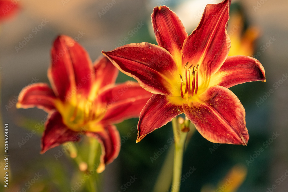 Close up of full blooming day lilies pinkish orange