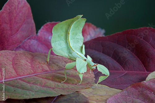 Leaf insect (Phyllium westwoodii) Green leaf insect or Walking leaves are camouflaged to take on the appearance of leaves, rare and protected. Selective focus, blurred green background © Cheattha