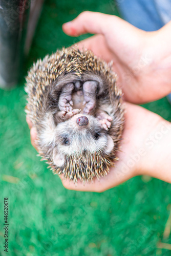 baby hedgehog curled up in a ball on the palms