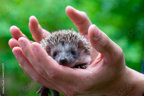 a funny hedgehog sits on the child's palms