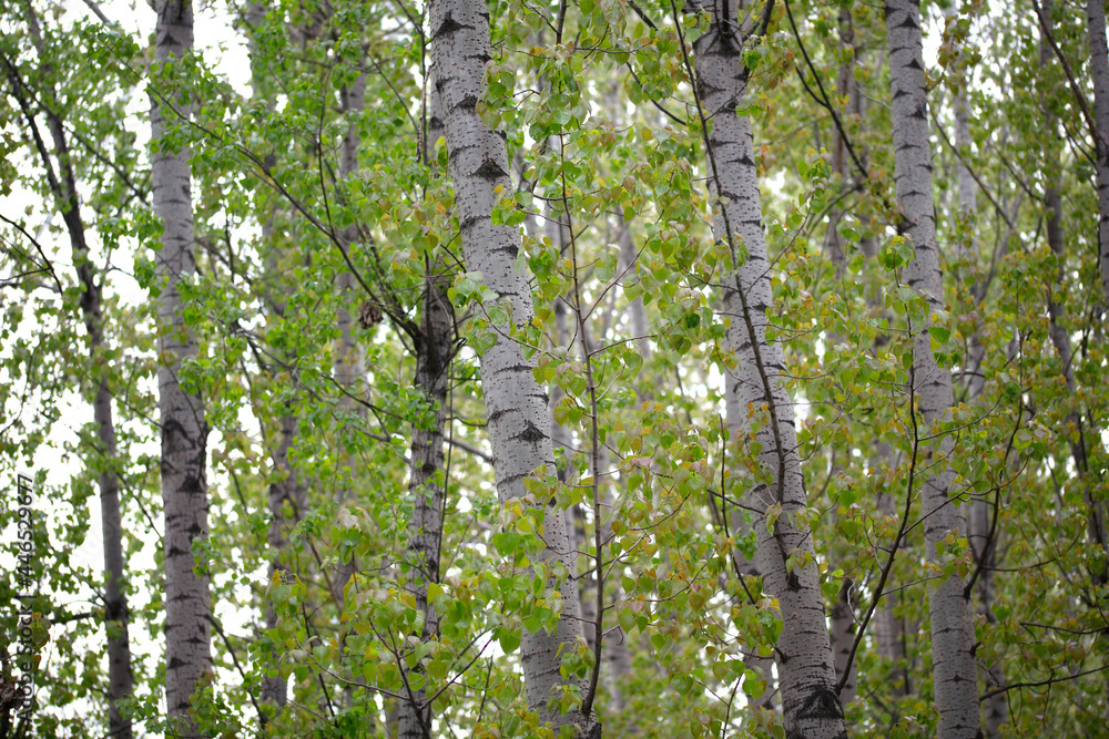 Fototapeta premium Poplar trees that have just grown new leaves in spring
