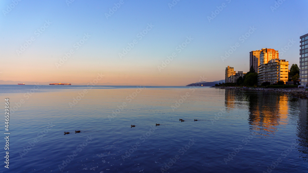 Ducks on placid Burrard Inlet, West Vancouver, at dawn - summer