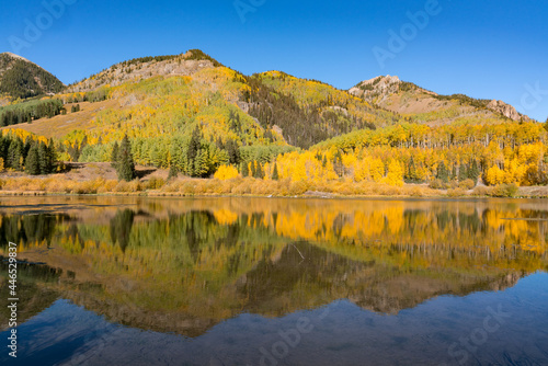 Aspen Trees Morning Reflection