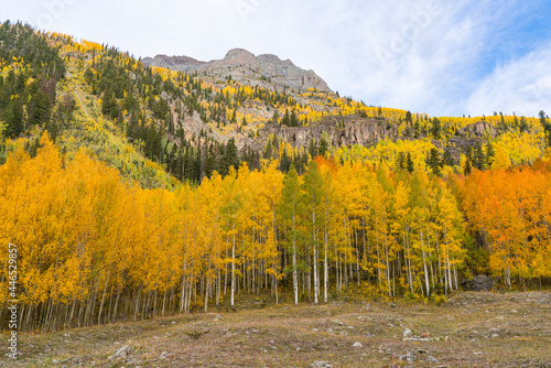 Fall Aspens in the Sun Juan Mountains of Colorado