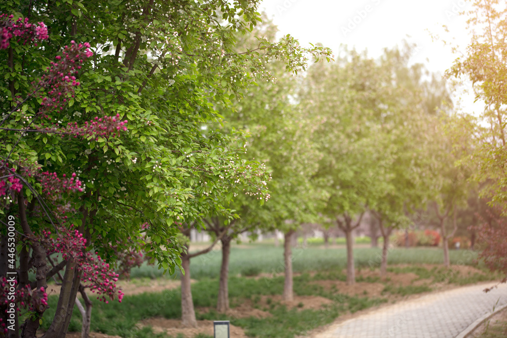 Naklejka premium The vibrant environment in the spring park