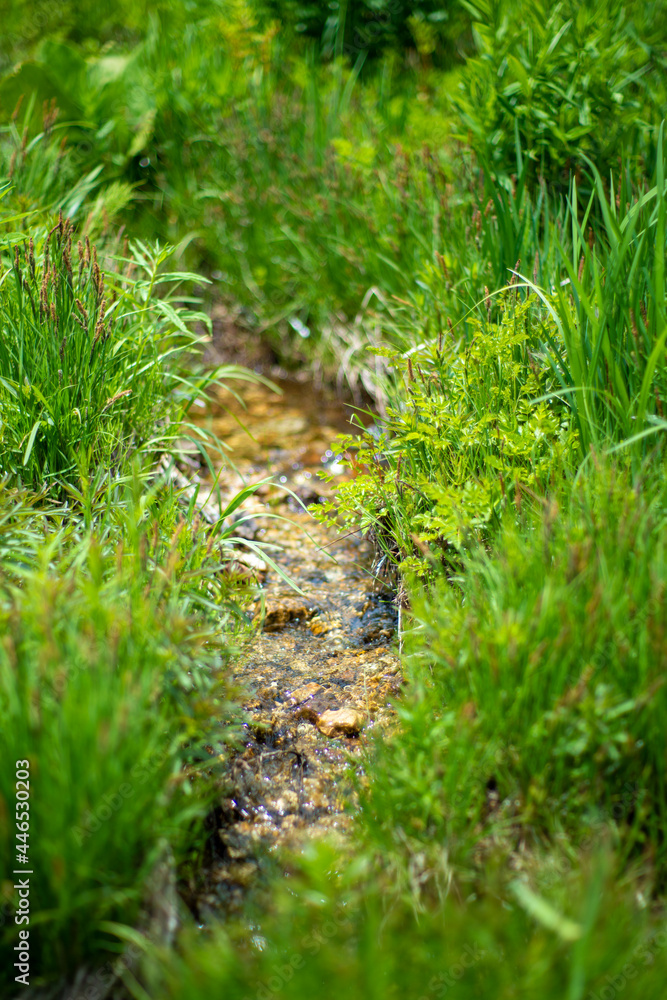 初夏の入笠山の登山道の風景 A scenery of Nyukasa mountain trail in early summer 初夏の入笠山の登山道の風景 A scenery of Nyukasa mountain trail in early summer