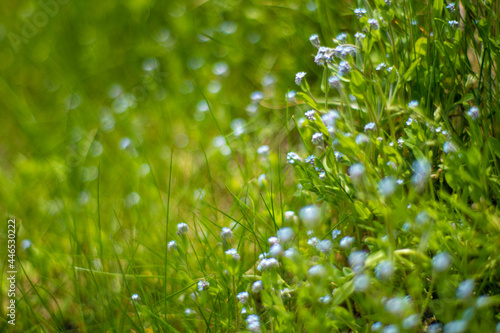 初夏の入笠山の登山道の風景 A scenery of Nyukasa mountain trail in early summer 