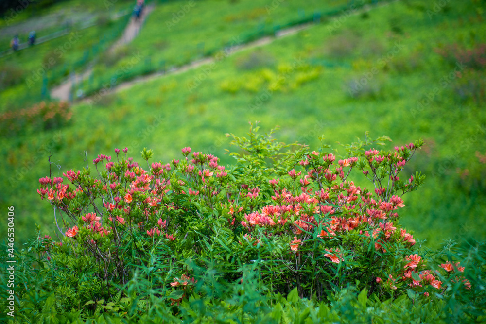 初夏の入笠山の登山道の風景 A scenery of Nyukasa mountain trail in early summer 初夏の入笠山の登山道の風景 A scenery of Nyukasa mountain trail in early summer