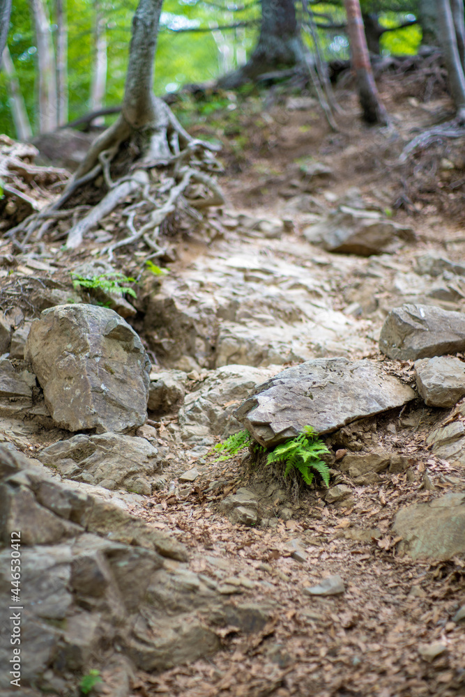 初夏の入笠山の登山道の風景 A scenery of Nyukasa mountain trail in early summer 初夏の入笠山の登山道の風景 A scenery of Nyukasa mountain trail in early summer