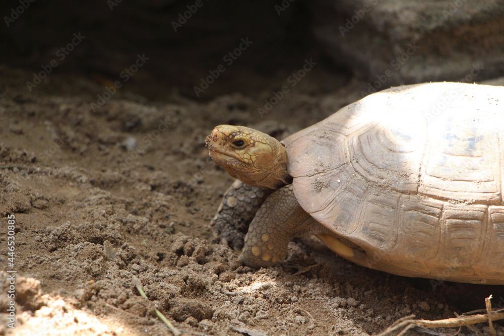 Obraz premium Elongated tortoise in the nature, Indotestudo elongata ,Tortoise sunbathe on ground with his protective shell ,Tortoise from Southeast Asia and parts of South Asia ,High yellow Tortoise