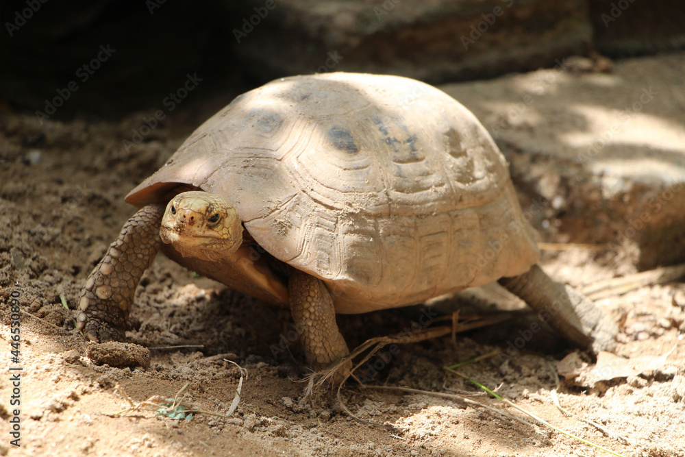 Fototapeta premium Elongated tortoise in the nature, Indotestudo elongata ,Tortoise sunbathe on ground with his protective shell ,Tortoise from Southeast Asia and parts of South Asia ,High yellow Tortoise