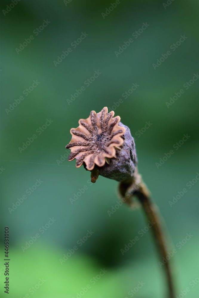 A brown dry poppy seed capsule against a green blurred background A brown dry poppy seed capsule against a green blurred background